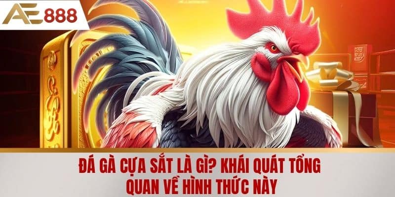 Đá gà cựa sắt là gì? Khái quát tổng quan về hình thức này