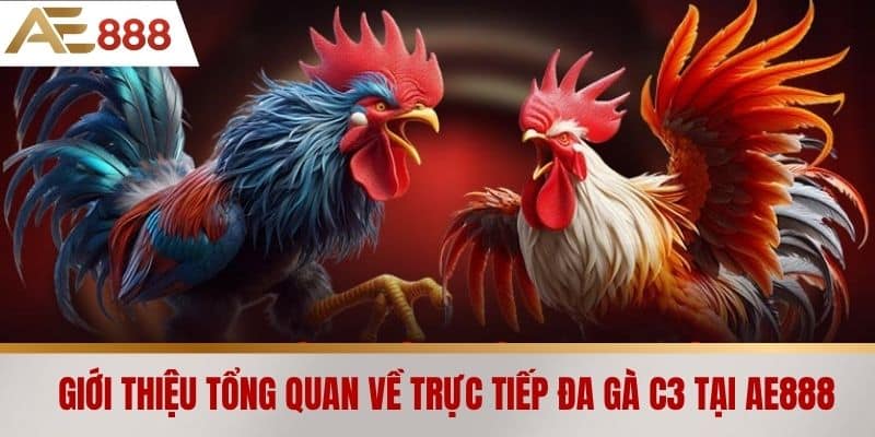 Giới thiệu tổng quan về trực tiếp đá gà C3 tại AE888